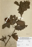 藏品(銀葉樹)的圖片